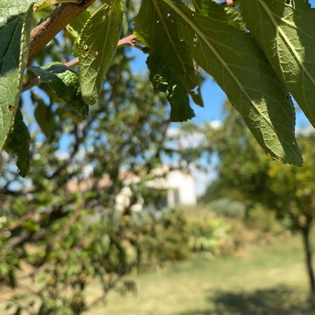 Gites Du Mas De Surlan Chantemerle-les-Bles Luaran gambar